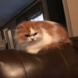 Meet your Posher, Christy